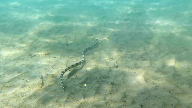Snake fish in the bottom in the coral reef in the Bali Island Indonesia.