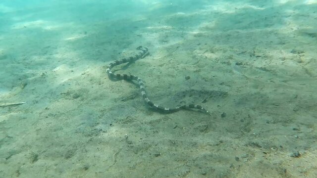 Snake fish in the bottom in the coral reef in the Bali Island Indonesia.