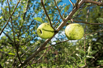 Two apples hanging in an apple tree