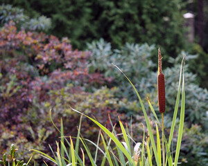 Cattail is a marsh, aquatic or marsh plant.