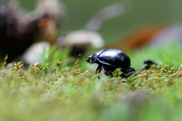 Little beetle in a bed of moss