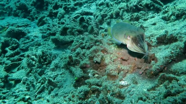 Wild cuttlefish hiding and running in the clean blue water.