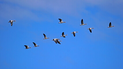 Graugänse im Formationsflug