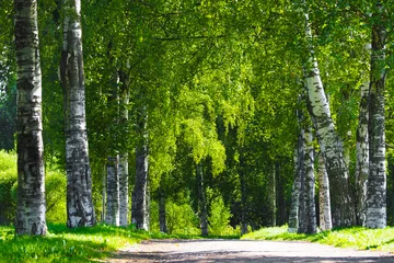 Fotobehang Beautiful birch grove, countryside landscape, pedestrian road. Relaxation area for your relax under the shade of trees. Wonderful forest in Russia © ANGHI
