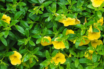 Close-up of seedlings golden kalibrahoa flowers in the garden center after watering. Calibrachoa Aloha Nani Golden Girl