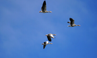 Graugänse im Formationsflug