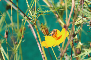 Close-up of a bee taking pollen from an orange flower (Cosmos bipinnatus)
