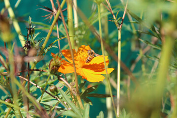 Close-up of a bee taking pollen from an orange flower.