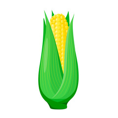 Whole corn on a white background. A ripe vegetable in a cartoon style.