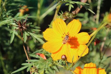 Close-up view from above of a bee taking pollen from an orange flower.
