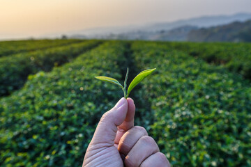 farmer hand holding green tea leaves in tea plantation background at sunrise