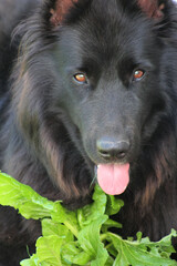 Close-up of Belgian shepherd dog.
