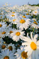 Summer landscape with delicate wild daisy field in the sunlight