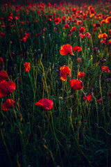Obraz premium Poppy field at sunset with beautiful red flowers backlit by setting sun.