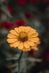 flor amarilla en medio campo verde
