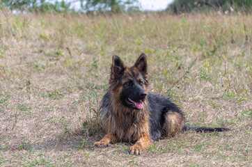 A long-haired German Shepherd lies on the grass in a field