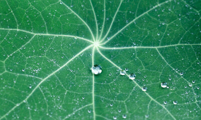 Water drops on a leaf for background