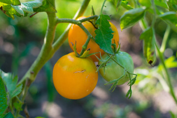 Yellow tomatoes in the garden on a sunny day. Organic farming in the country or in the garden. Harvest summer vegetables