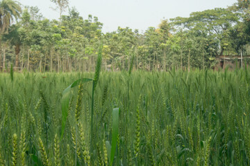 green wheat crop nature 