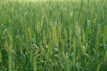 green wheat crop nature 