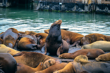 Seals of Pier39 in San Francisco, California.