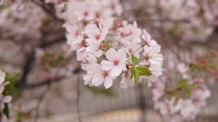 cherry blossom 