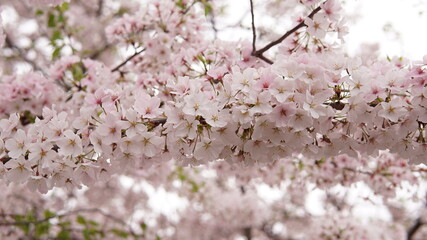 cherry blossom 