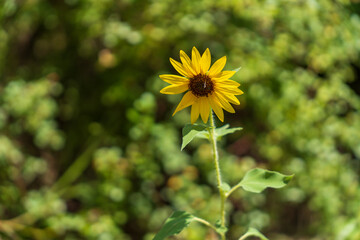 yellow flower in the garden