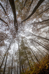 Autumn forest bottom view 