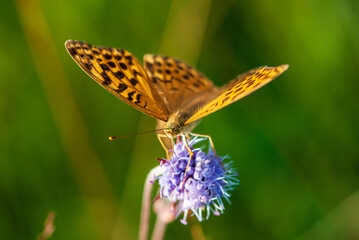 Queen of Spain fritillary on a purple alpine flower devil's-bit or devil's scabious
