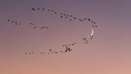 Migrating birds