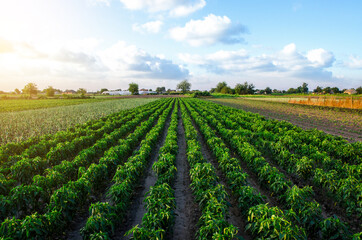 Fototapeta na wymiar A farm field planted with pepper crops. Growing capsicum peppers, leeks and eggplants. Growing organic vegetables on open ground. Food production. Agroindustry agribusiness. Agriculture, farmland.