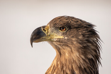 Eagle portrait