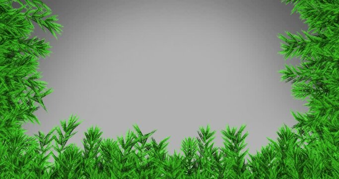 Animation of fir trees branches over white background