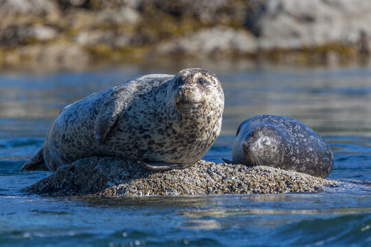 Seals basking in the sun, Sonora Island, British Columbia, Canada