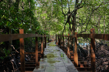 Fototapeta premium Walk through the mangrove forest in Asia