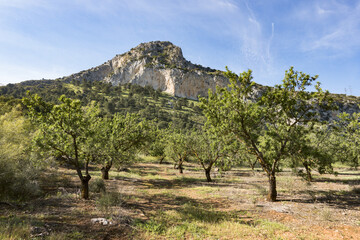 Olive orchard at Mountain range at cuevas San Marcos,, Andalusia, Spain.