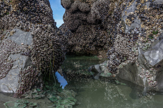 Tidal pools at Cox Bay, Vancouver Island, British Columbia, Canada