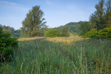 The clearing in the morning