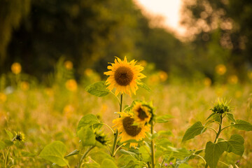 sunflowers