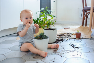 An infant sitting on the floor around home plants and mess eating soil. Allergy concept. A toddler...