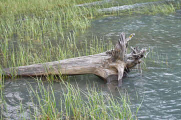A Dead Tree on a Lake Shore