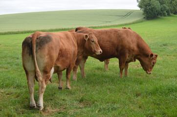 vache limousine