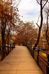 Fototapeta na wymiar bridge in the park