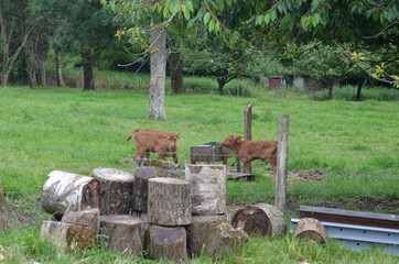 vache limousine
