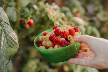 Female hands picking red and yellow raspberries in organic garden, seasonal work on raspberry plantation.