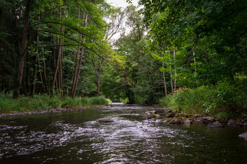 river in the woods