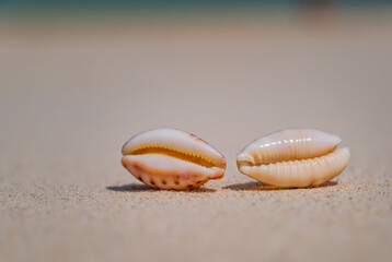 Sea scallops shell on a beach with space for text, ocean on bacground. Maldives, july 2021. Crossroads Maldives.