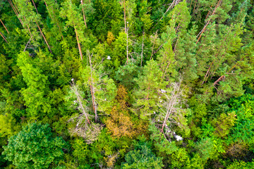 Aerial view of storks in trees