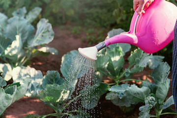Pink watering can with drops. Watering cabbage with green young leaves in vegetable garden.
